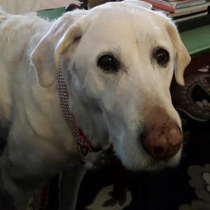 Meet your Posher, Nell